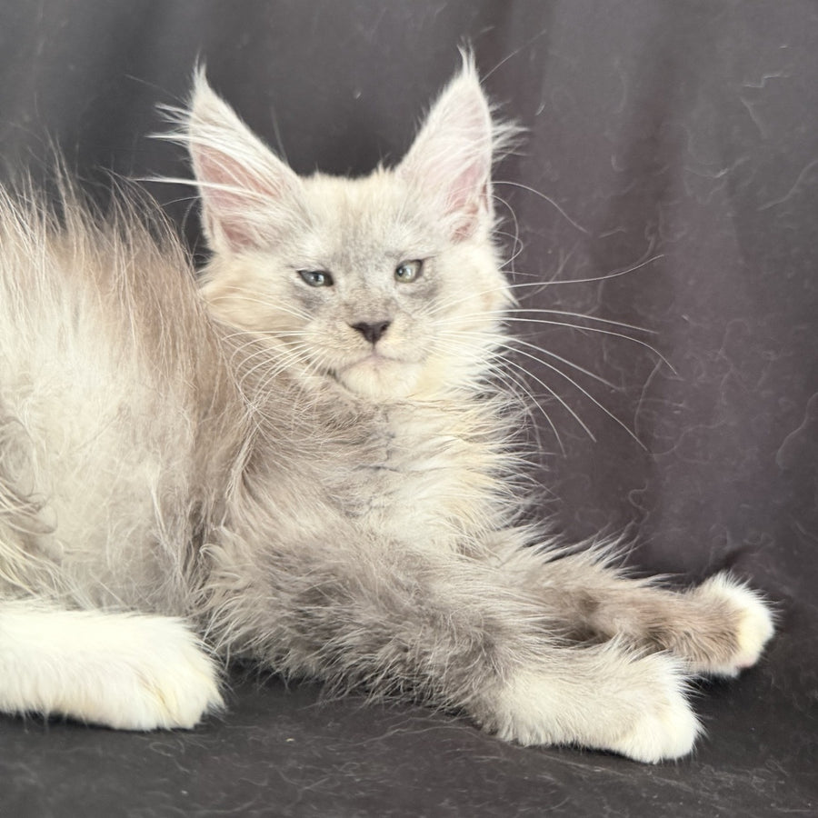 Afina Maine Coon female, black silver mitted