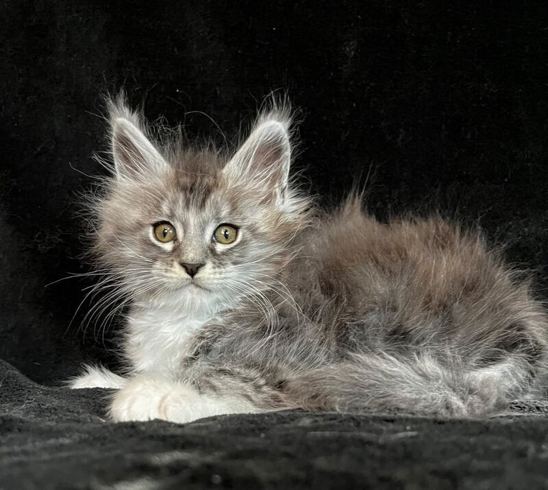 Natan Maine Coon male, black silver tabby with white