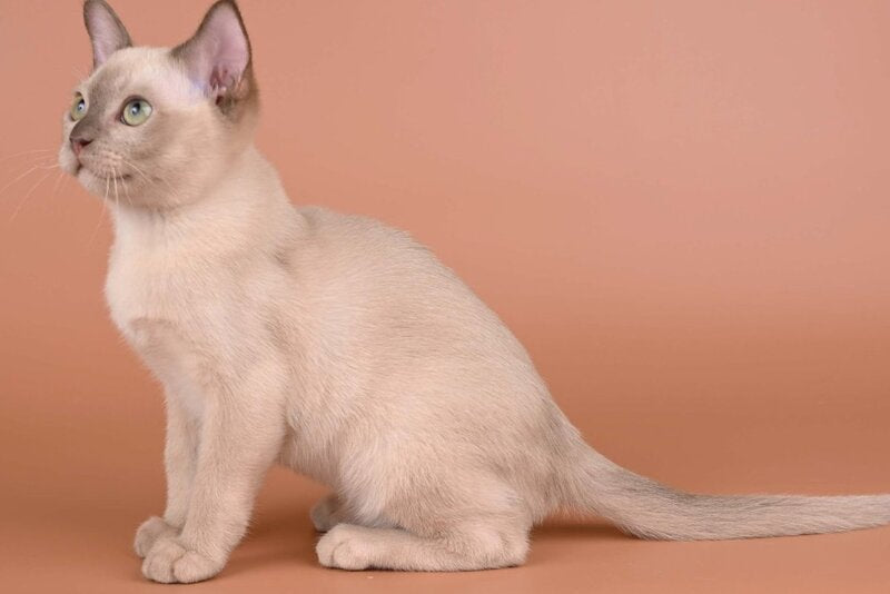Alan Burmese male chocolate - live animals