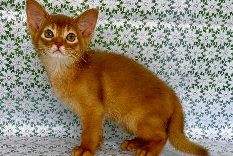 Baks Abyssinian male sorrel - live animals