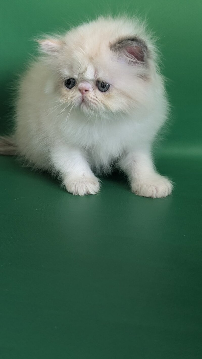 Nelli Persian female, blue tortie pointed bicolour