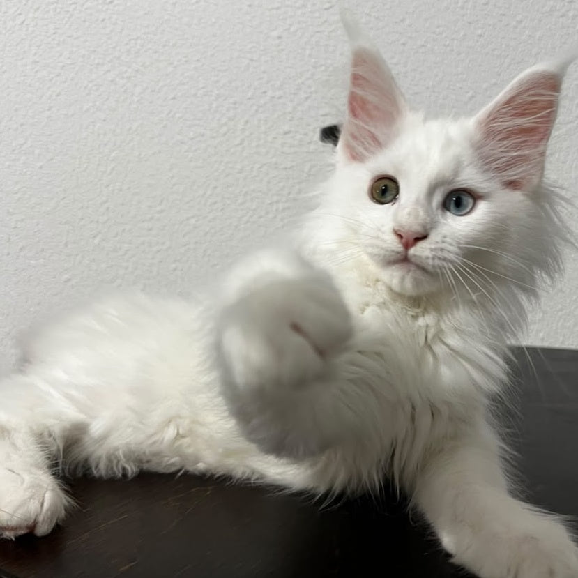 Bella Maine Coon female, white
