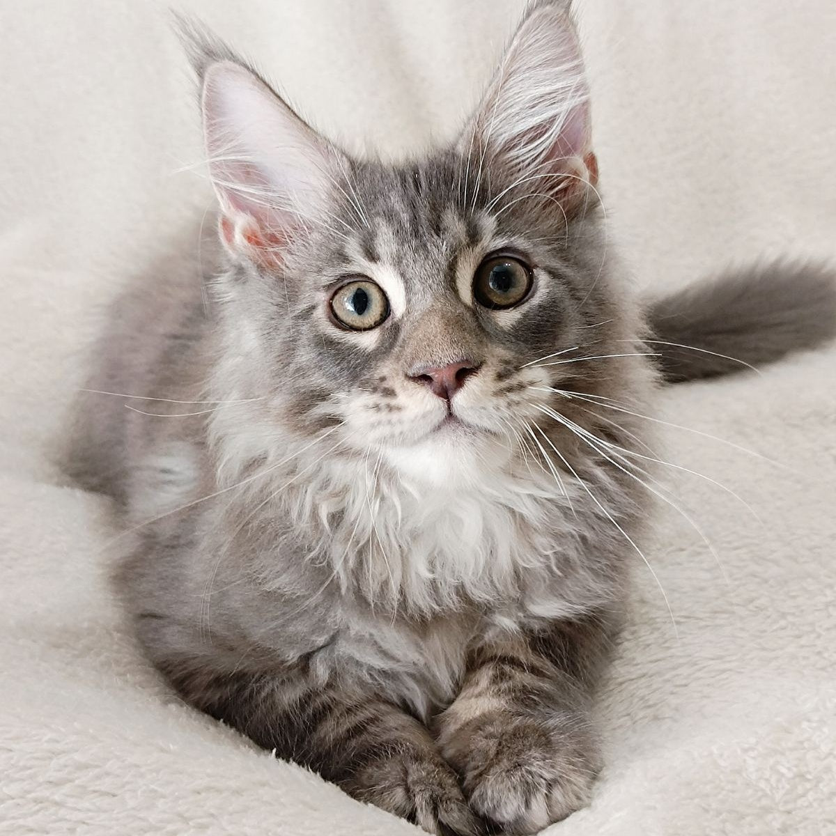 Quester King Maine Coon male, blue tabby