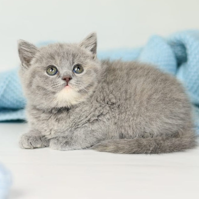 Perseya British Shorthair female, blue tortie