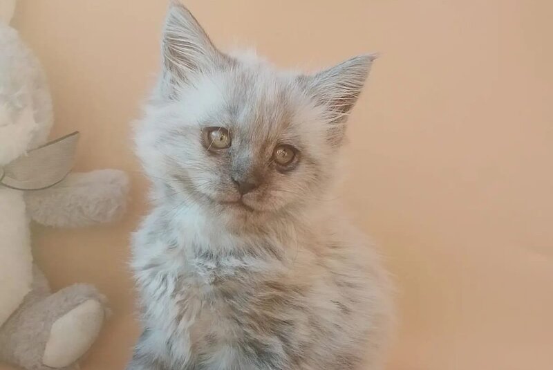 Egor Maine Coon male black silver - live animals