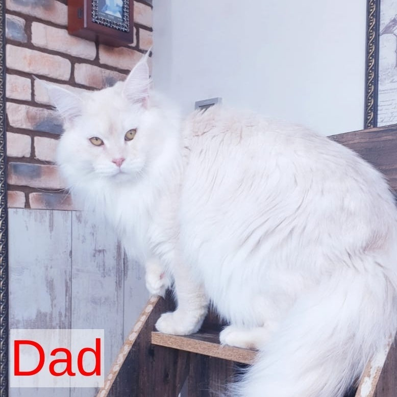 Hugo Maine Coon male, red ticked tabby