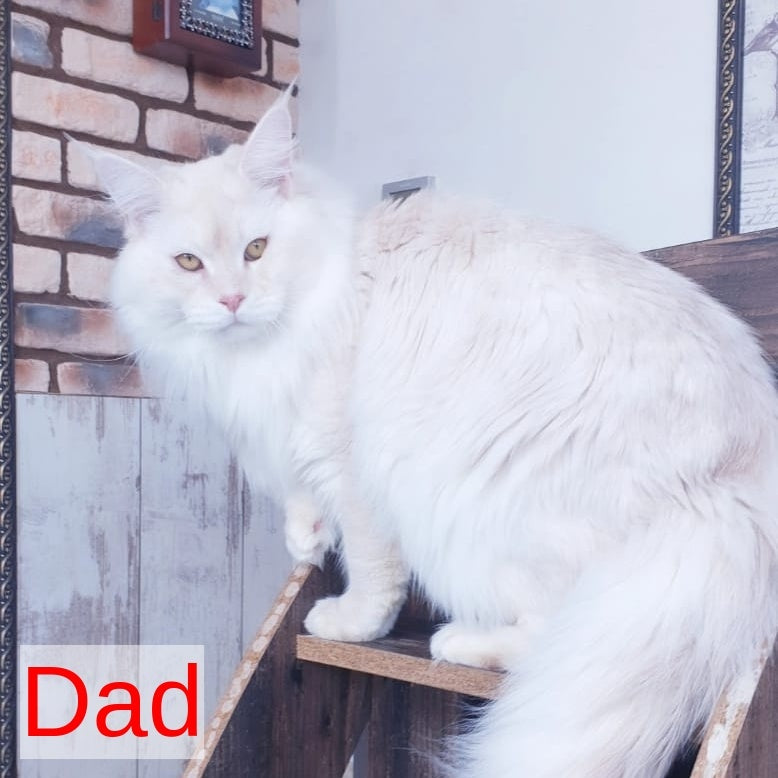 Irbis Maine Coon male, black silver tabby