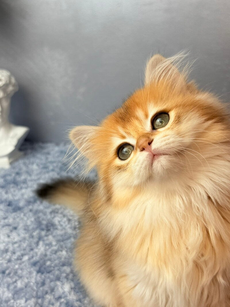 Dusha Scottish Straight female black golden shaded - live animals