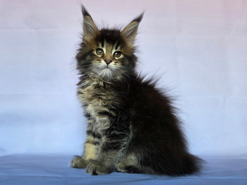 Quokka Maine Coon female, black ticked tabby
