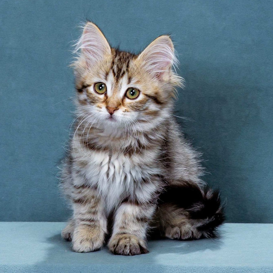 Ksusha Siberian female, black spotted tabby