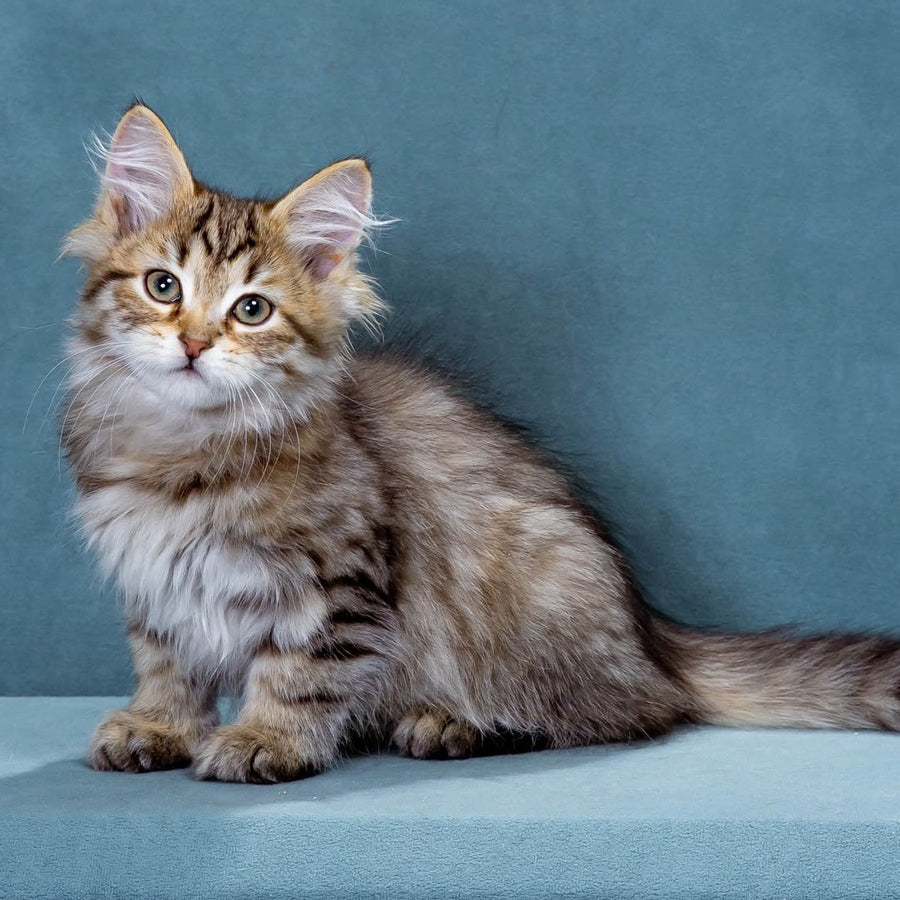 Korzhik Siberian male, black spotted tabby