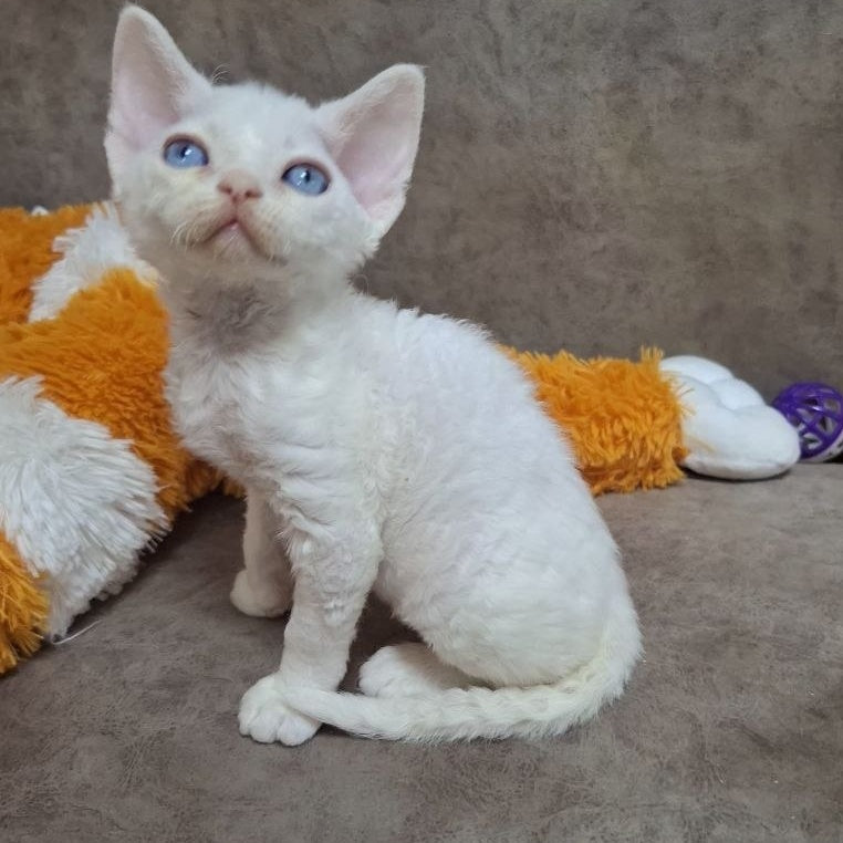 Fabio Devon Rex male, white