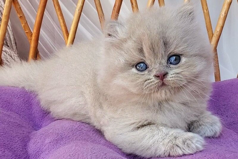 Winona British Longhair female, blue golden ticked tabby