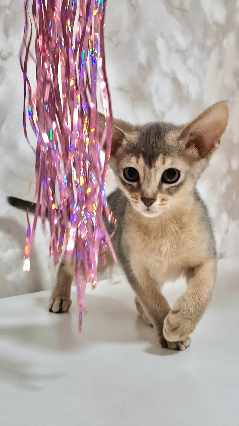 Isida Abyssinian female cinnamon - live animals