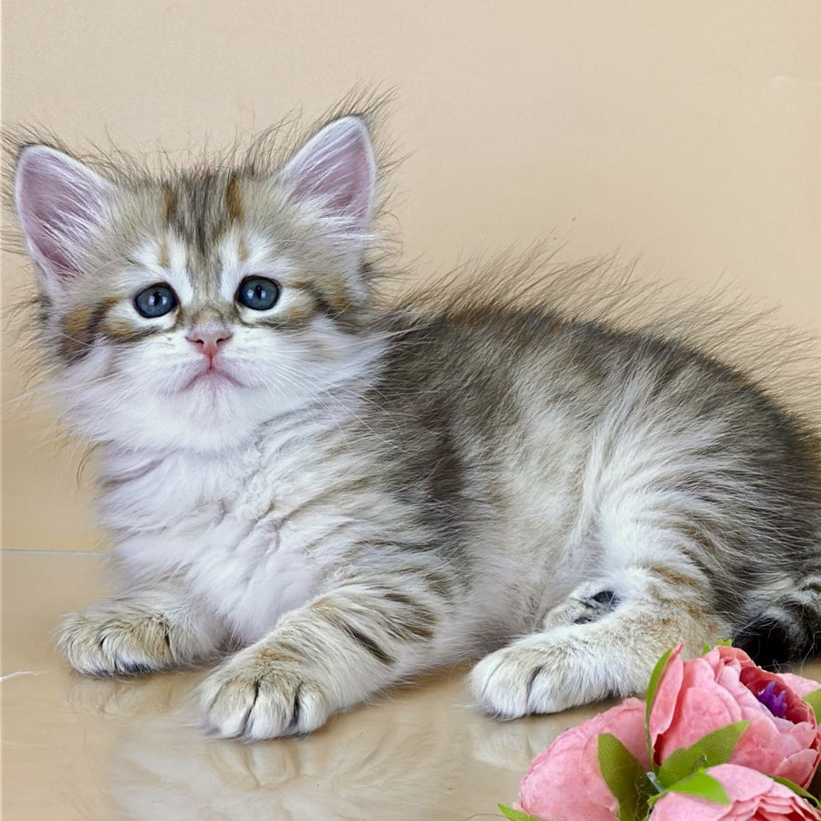 Yuna Siberian female, black golden tabby
