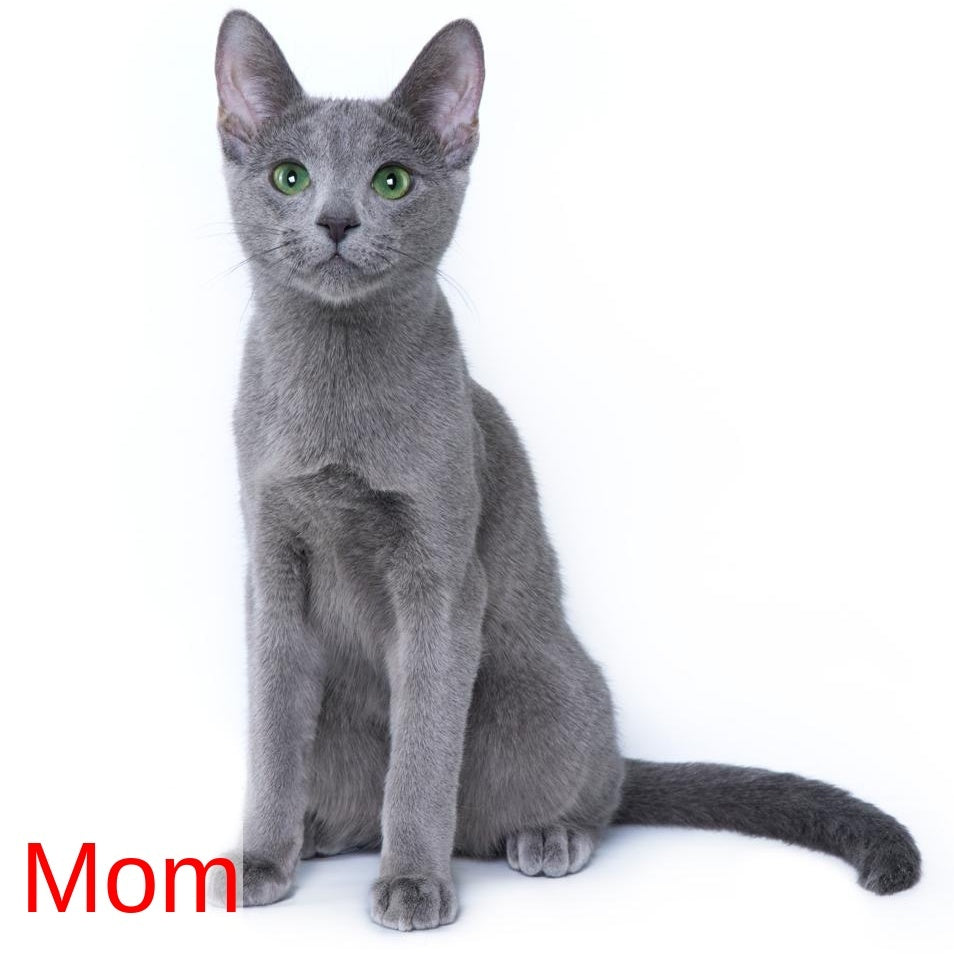 Ford Russian Blue male, blue