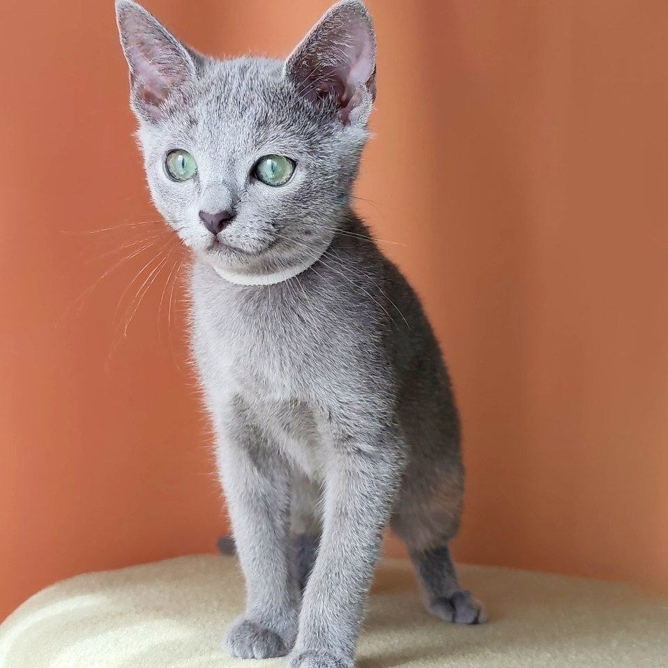 Calypso Russian Blue female, blue