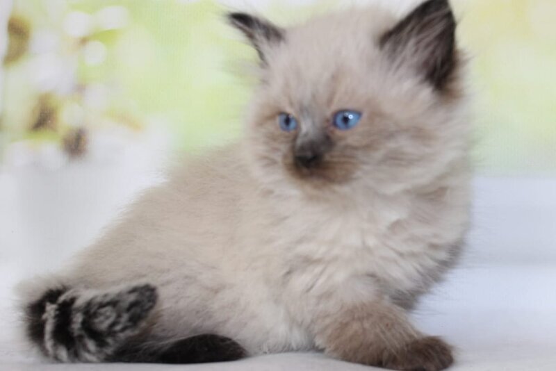 Nils Siberian male black pointed - live animals