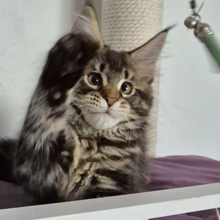 Kaisaria Maine Coon female, black tabby
