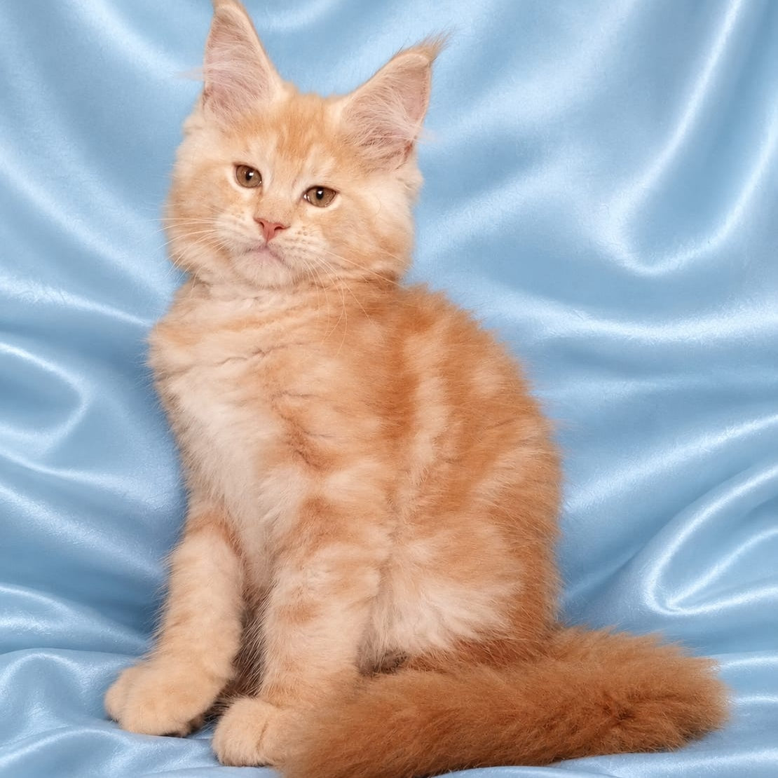 Zefir Maine Coon male, red silver tabby