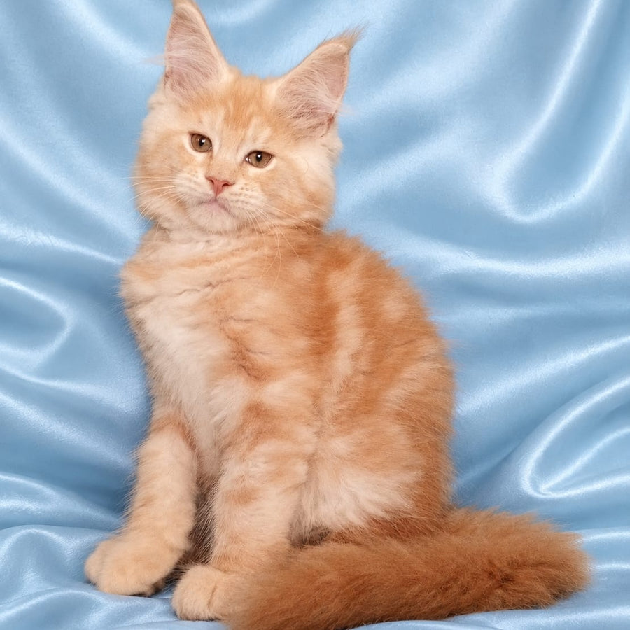 Zefir Maine Coon male, red silver tabby