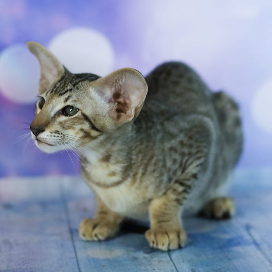 Perseus Oriental Shorthair male, black spotted tabby