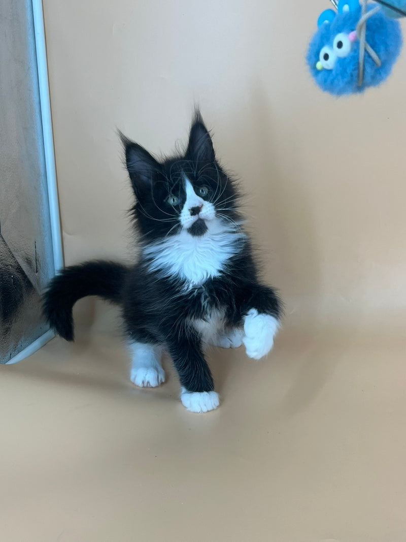 Bred Maine Coon male, black bicolour