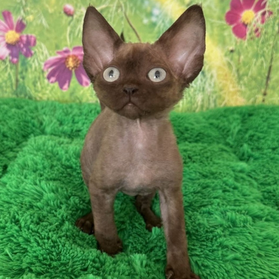 Ike Devon Rex male, chocolate