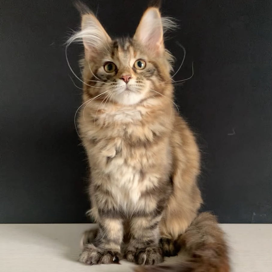 Ozzi Maine Coon polydactyl 6x6x6x6 female, black tortie tabby