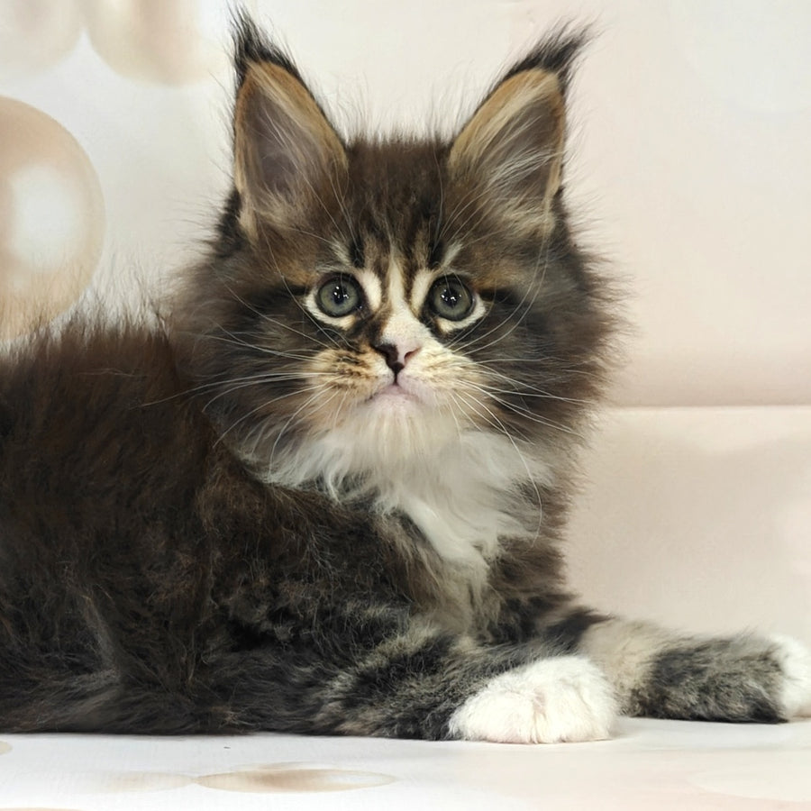 Cosmos Maine Coon polydactyl 6x6x6x6 male, black tabby with white