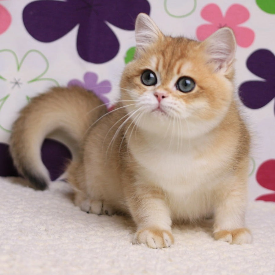 Saharok British Shorthair male, black golden chinchilla