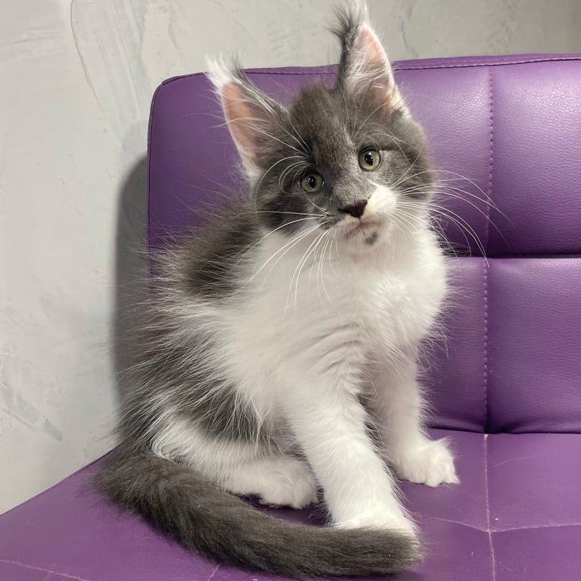 Semyon Maine Coon male, blue bicolour
