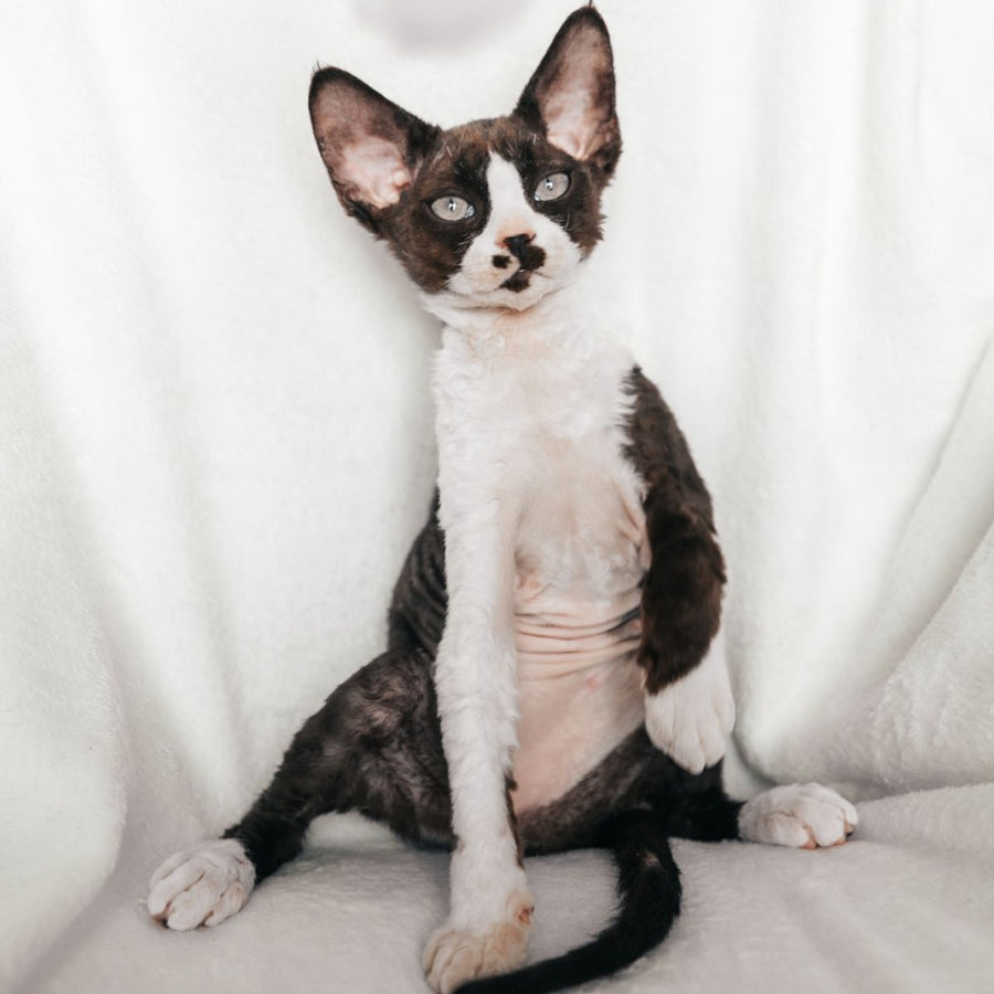 Princess Devon Rex female, black bicolour