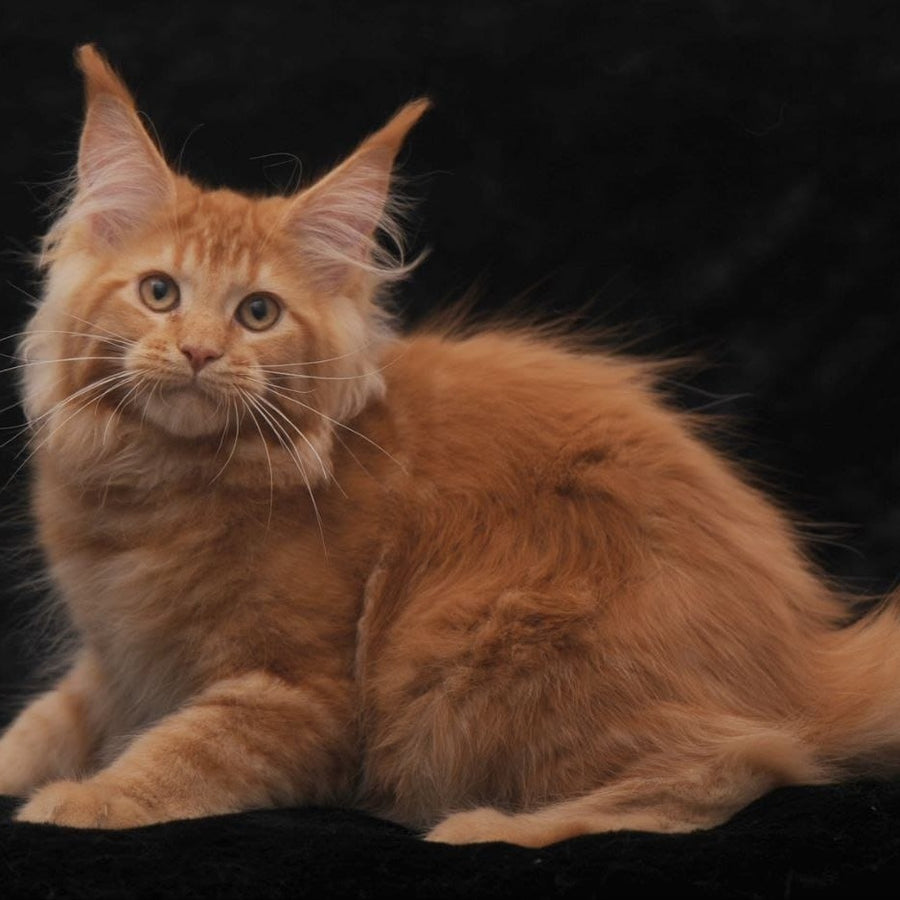 Raily Maine Coon female, red