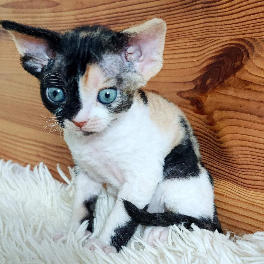 Leya Devon Rex female, black tortie bicolour