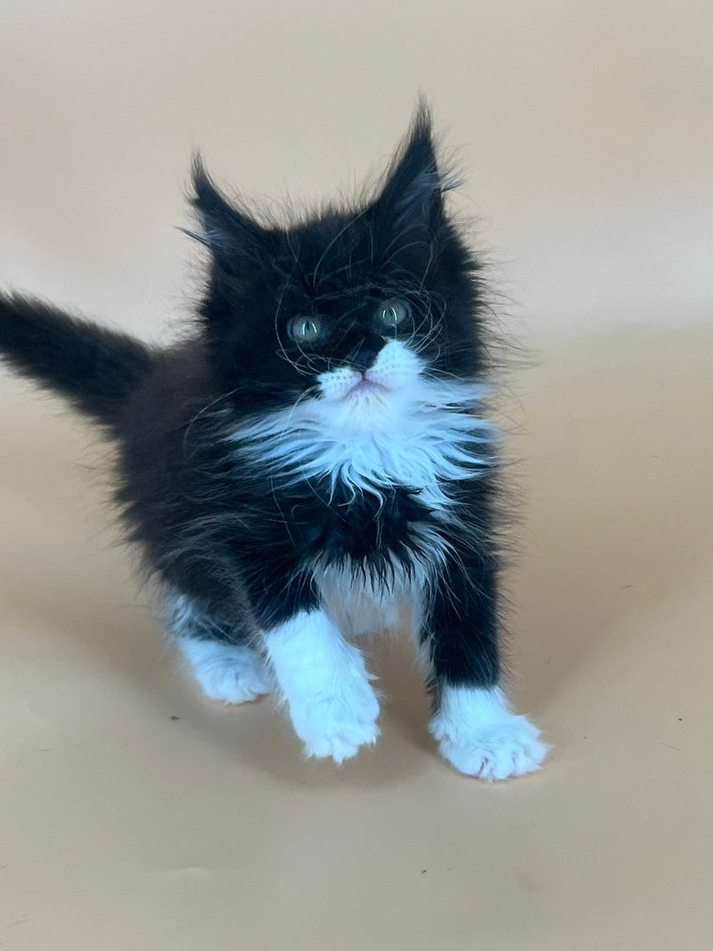 Berta Maine Coon female, black bicolour