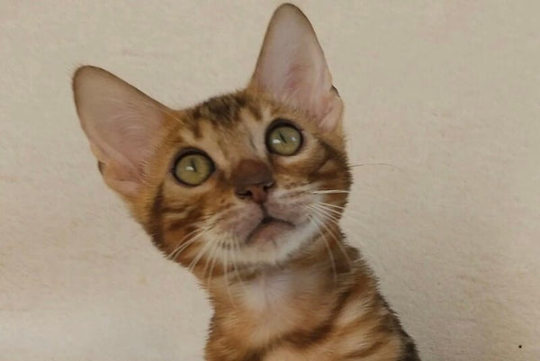 Тamerlan Bengal male black spotted tabby - live animals