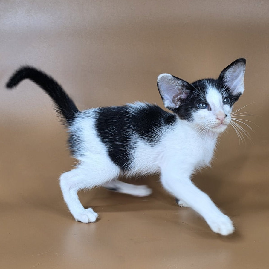 Asher Oriental Shorthair male, black bicolour