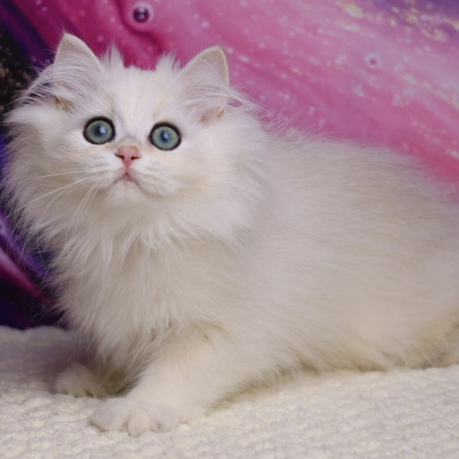 York British Longhair male, black silver chinchilla