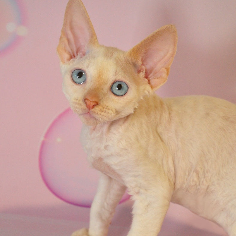 Ace Devon Rex male, red pointed