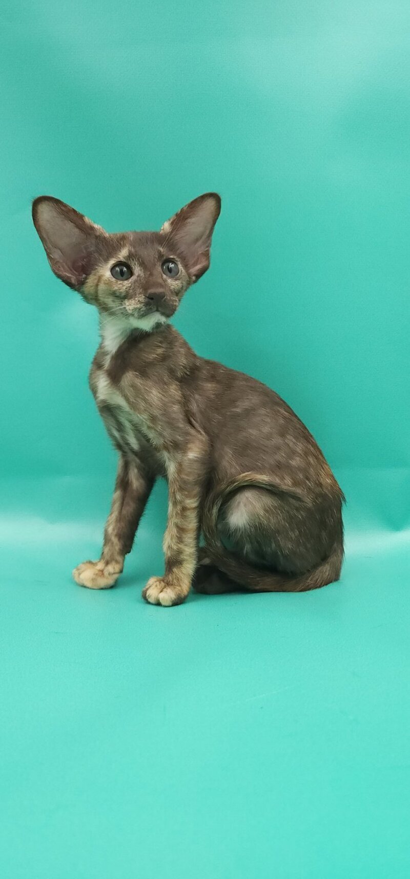 Sayuri Oriental Shorthair female, chocolate tortie