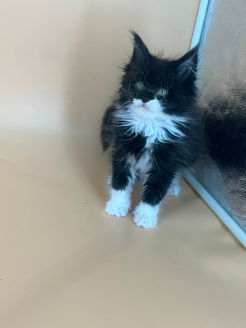 Berta Maine Coon female, black bicolour
