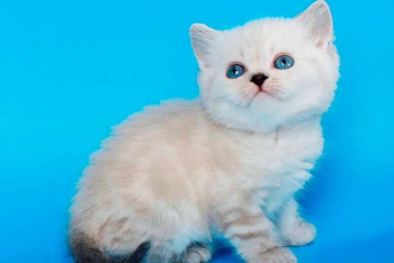 Navarro British Shorthair male black tabby pointed - live animals