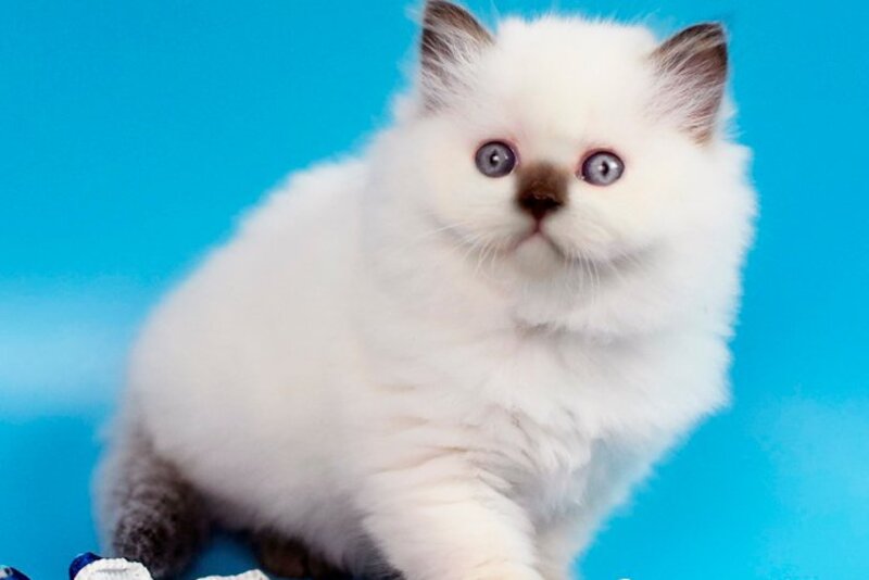Yvette British Longhair male chocolate pointed - live animals