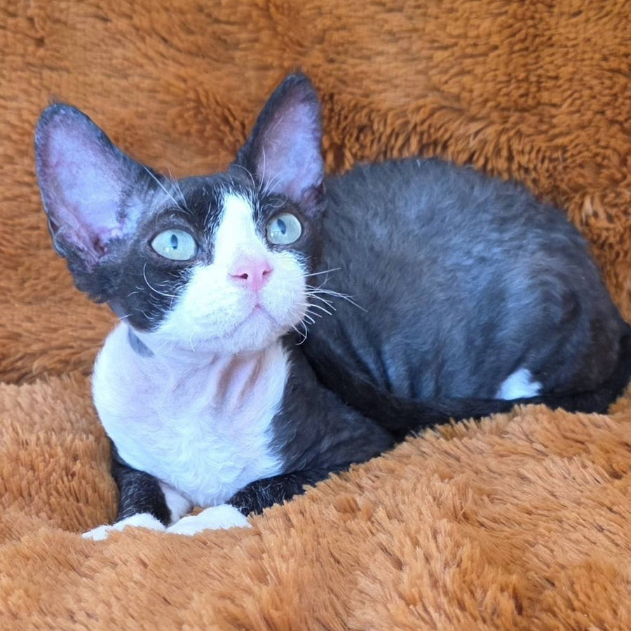 Ulya Devon Rex female, black bicolour