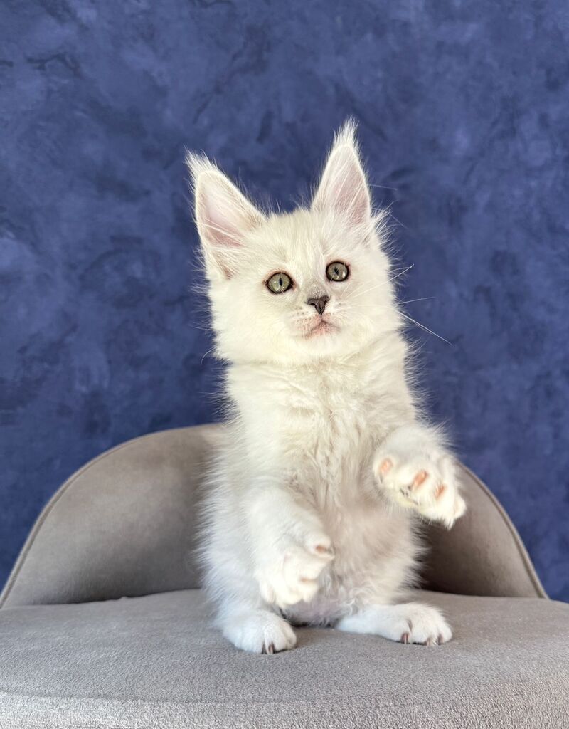 Zabawa Maine Coon female black silver shaded - live animals