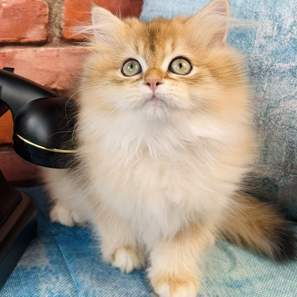 Jazz British Longhair male, black golden chinchilla