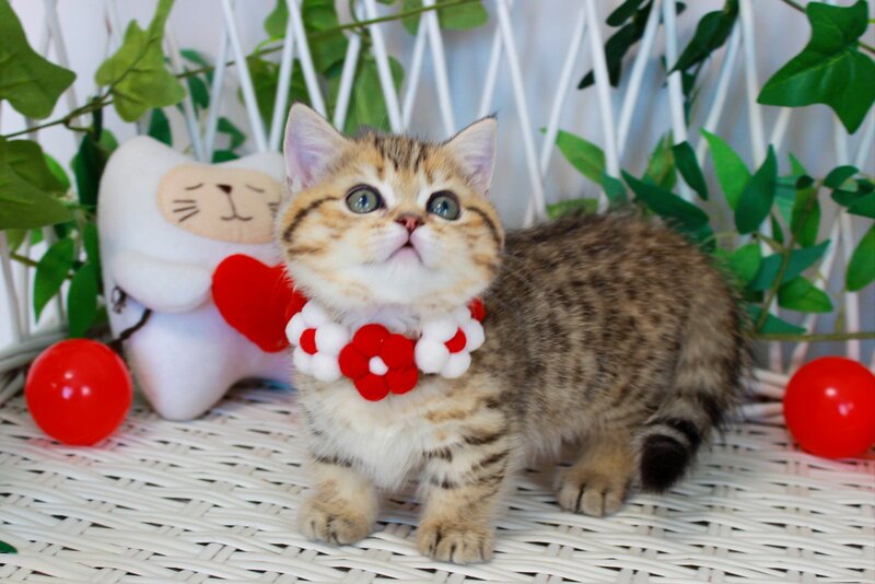 Freya Munchkin female, chocolate golden spotted tabby