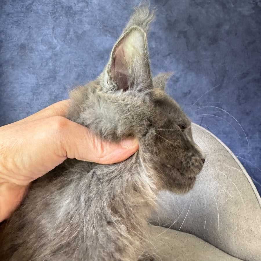 Raskat Maine Coon male, blue