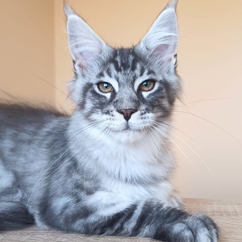 Emir Maine Coon male, black silver ticked tabby